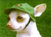 JohnDeere-chihuahua.jpg (13360 bytes)