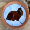 rabbit-DwarfBrown_blue.jpg (42533 bytes)
