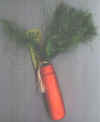 chew_carrot.jpg (103002 bytes)