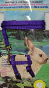 harnessLead_Coastal_purple.jpg (47653 bytes)