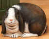 92_510-FLOP-EAR-BUNNYRABBIT.jpg (36861 bytes)