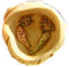 HKCottontail-Inside.jpg (31228 bytes)