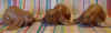 slop-lg1+2+3.jpg (248721 bytes)