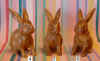 srab6-4+5+6.jpg (151602 bytes)