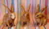 srab8-1+2+3.jpg (184202 bytes)