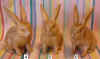 srab8-4+5+6.jpg (135979 bytes)