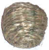 wa03041fiberBall.jpg (36812 bytes)