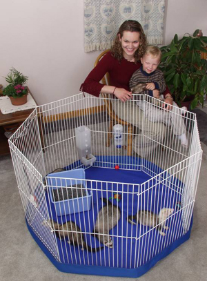 all living things guinea pig home with playpen